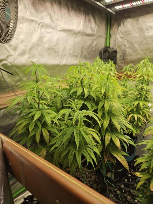 Three Sisters and a Tourist. Week 16