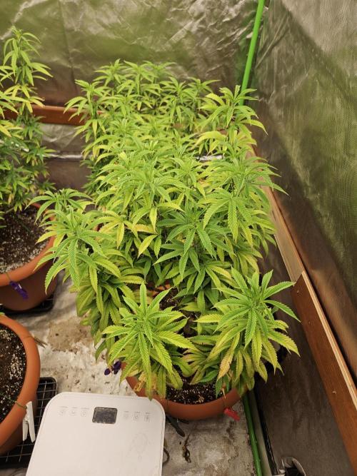 Three Sisters and a Tourist. Week 17