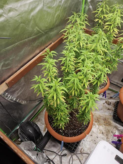 Three Sisters and a Tourist. Week 17