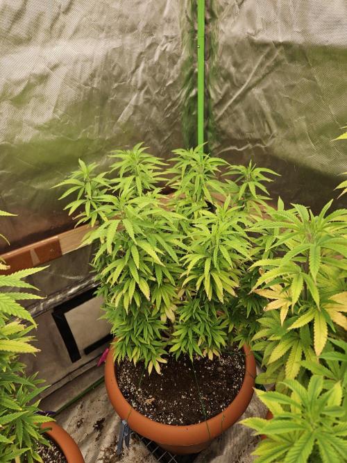 Three Sisters and a Tourist. Week 17