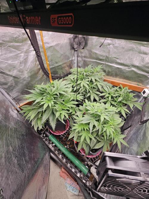 First Time in Coco... Send Help. Week 5