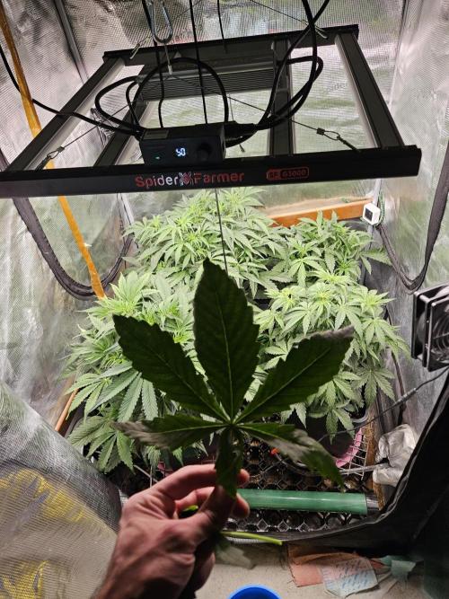 First Time in Coco... Send Help. Week 5