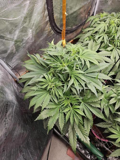 First Time in Coco... Send Help. Week 5