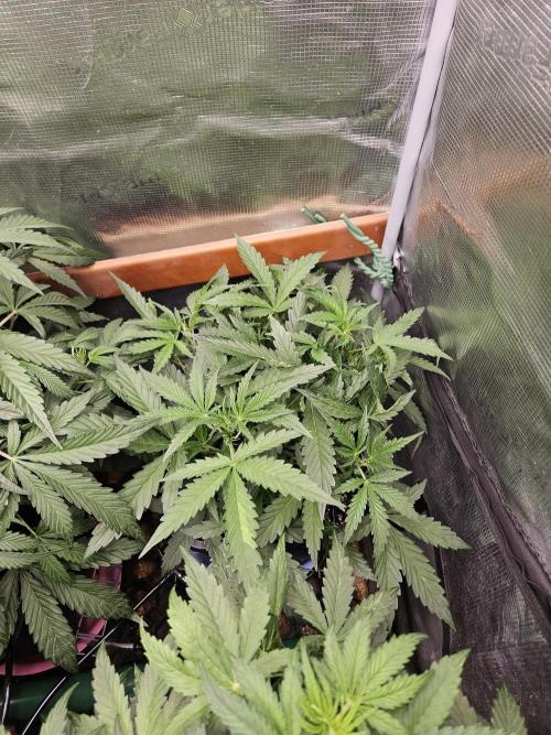 First Time in Coco... Send Help. Week 5