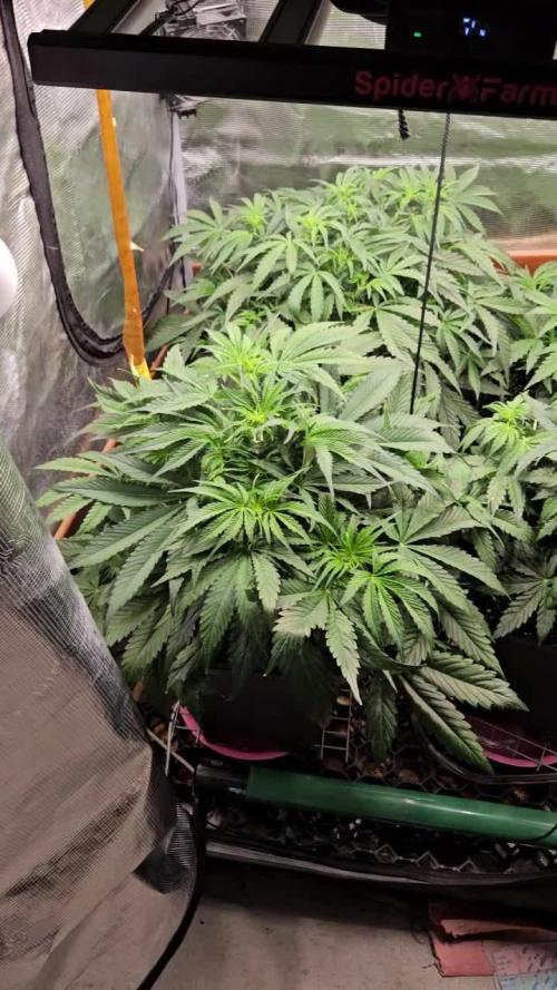 First Time in Coco... Send Help