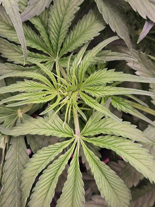 First Time in Coco... Send Help. Week 5