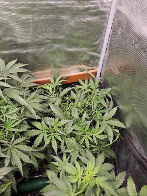 First Time in Coco... Send Help. Week 5