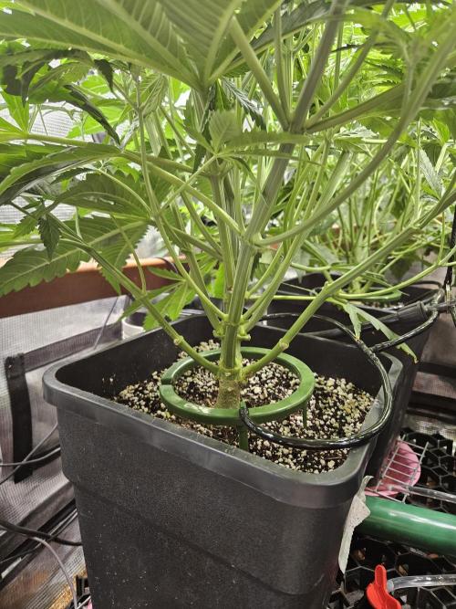 First Time in Coco... Send Help. Week 5