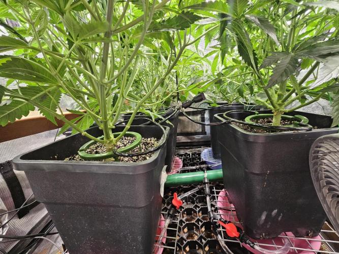 First Time in Coco... Send Help. Week 5