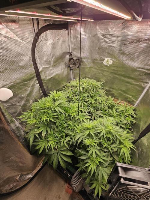 First Time in Coco... Send Help. Week 5