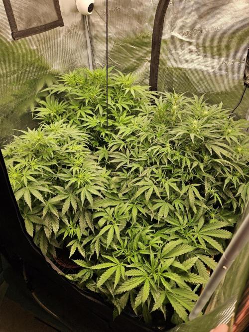 First Time in Coco... Send Help. Week 5