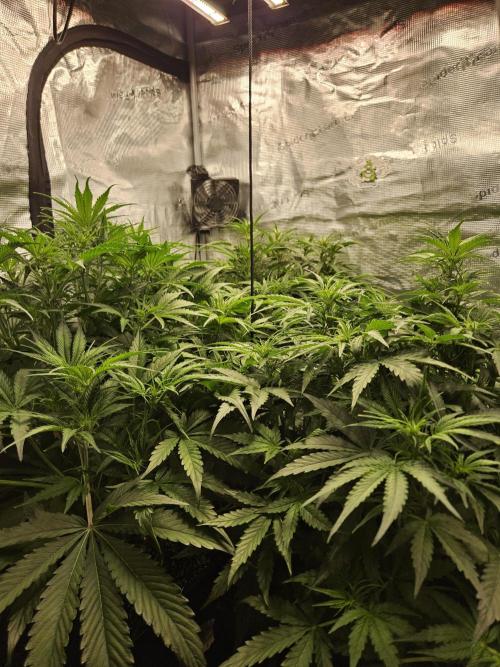 First Time in Coco... Send Help. Week 6