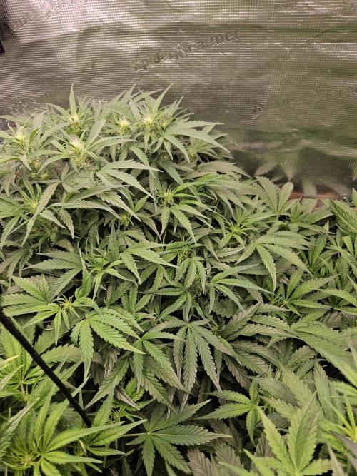 First Time in Coco... Send Help. Week 6