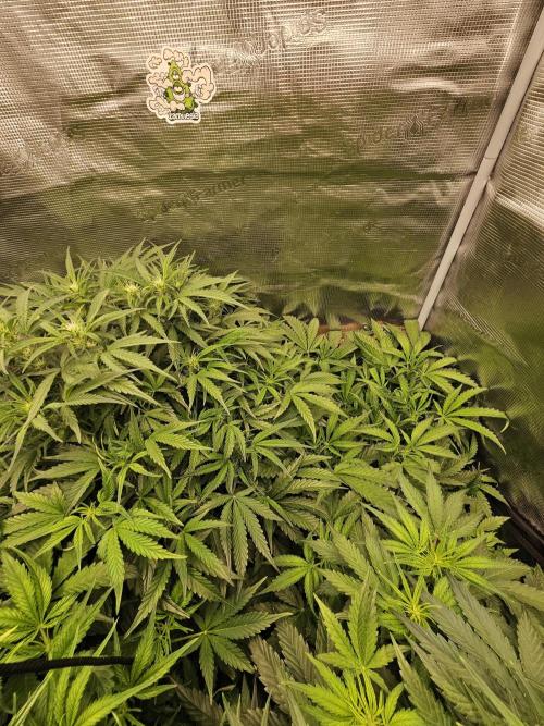 First Time in Coco... Send Help. Week 6