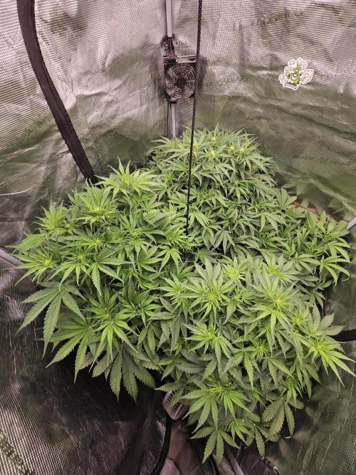 First Time in Coco... Send Help. Week 6