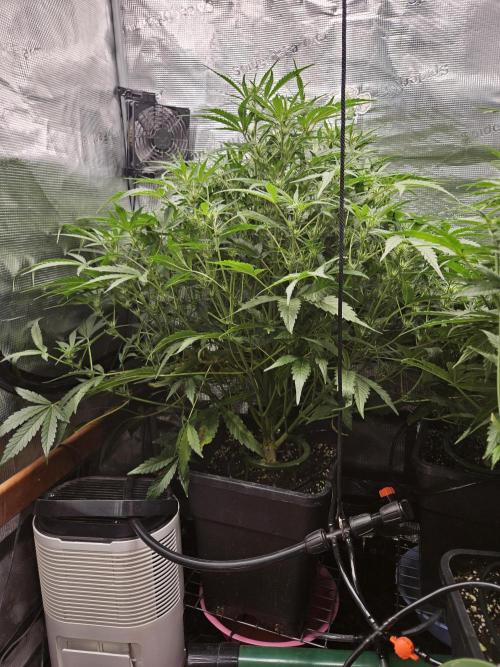 First Time in Coco... Send Help. Week 6