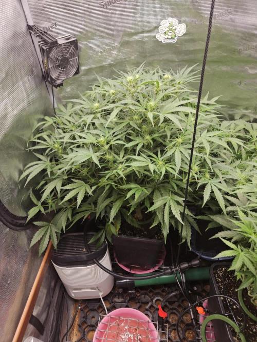 First Time in Coco... Send Help. Week 6