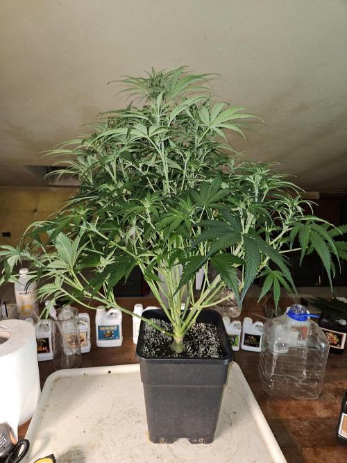 First Time in Coco... Send Help. Week 6