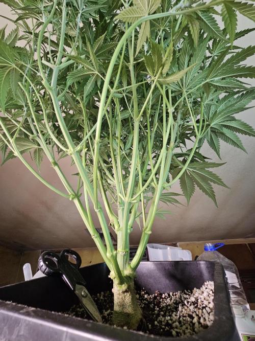 First Time in Coco... Send Help. Week 6