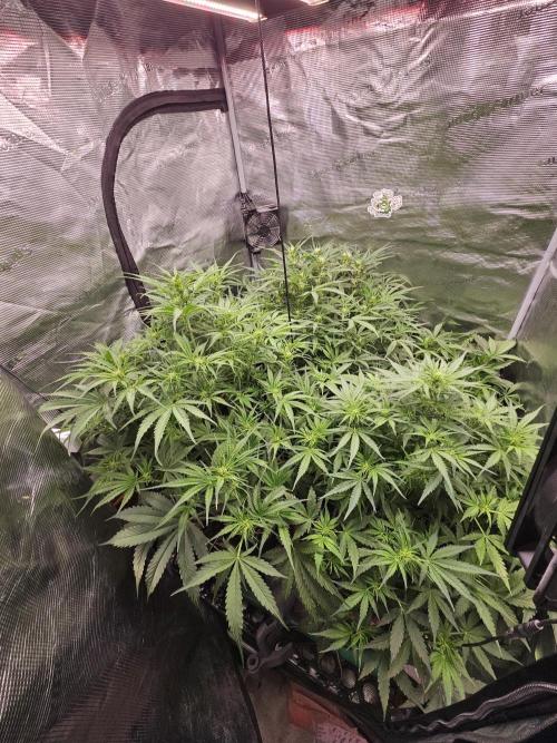 First Time in Coco... Send Help. Week 6