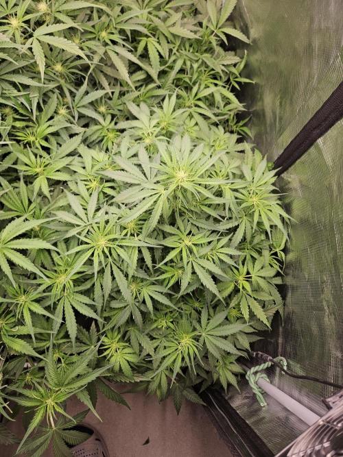 First Time in Coco... Send Help. Week 6