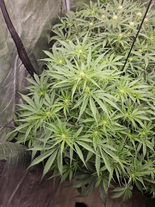 First Time in Coco... Send Help. Week 6