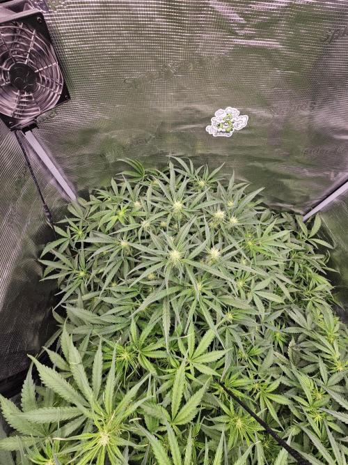 First Time in Coco... Send Help. Week 6