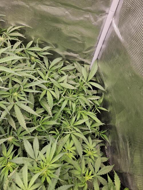 First Time in Coco... Send Help. Week 6