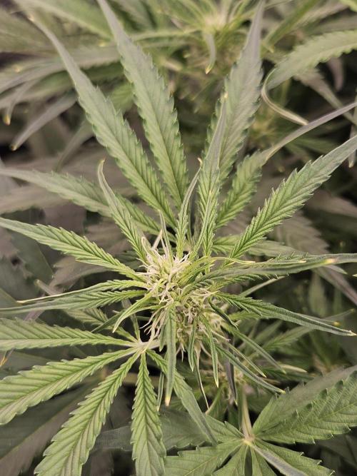 First Time in Coco... Send Help. Week 6