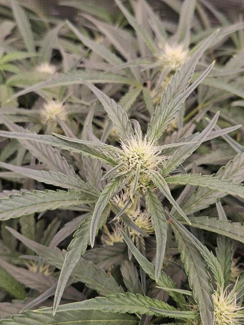 First Time in Coco... Send Help. Week 6