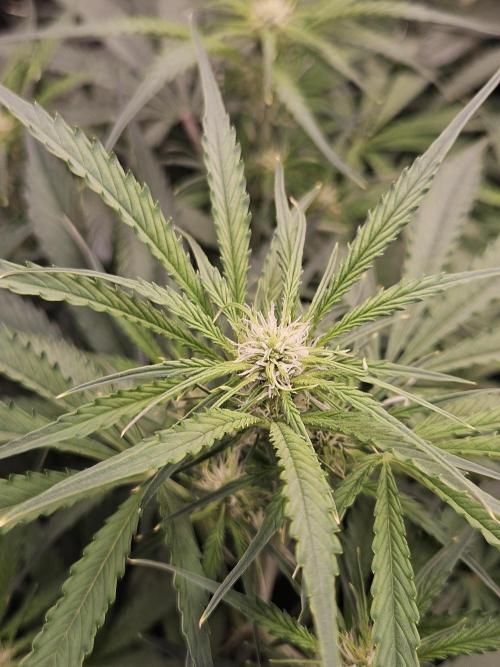 First Time in Coco... Send Help. Week 6