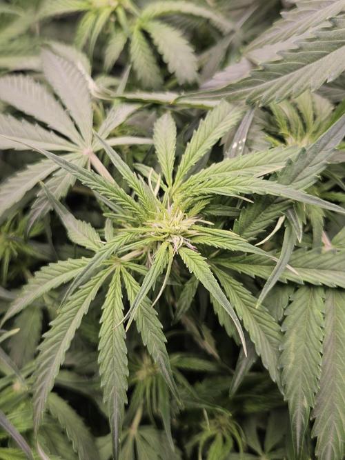 First Time in Coco... Send Help. Week 6