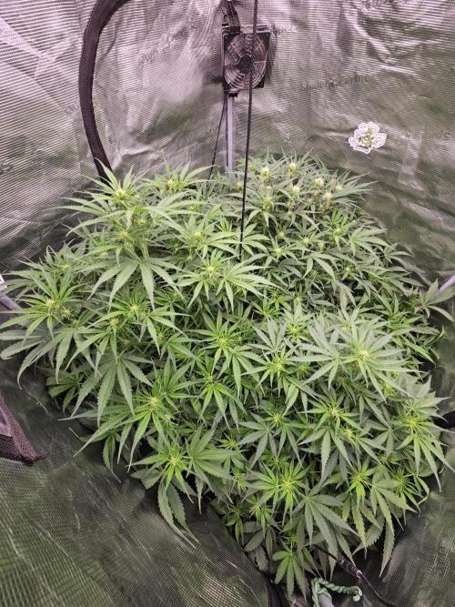 First Time in Coco... Send Help. Week 6