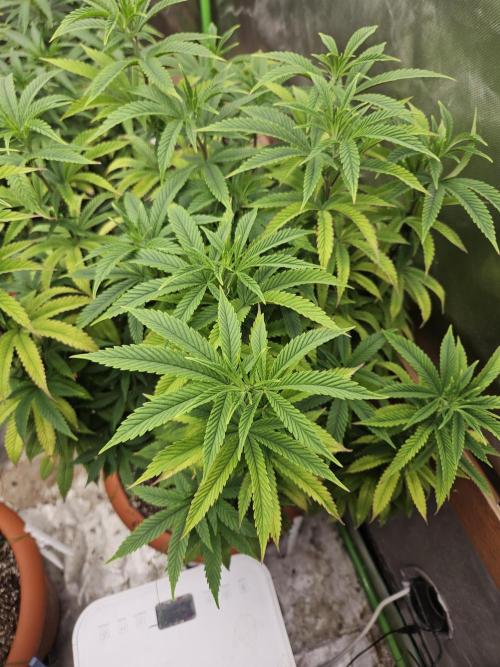 Three Sisters and a Tourist. Week 18