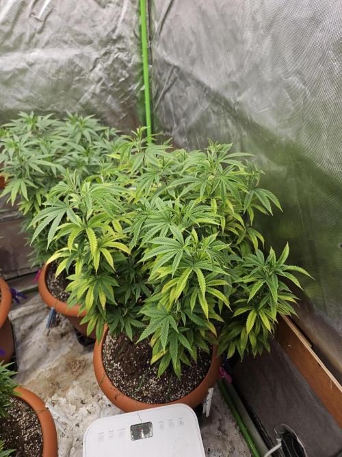 Three Sisters and a Tourist. Week 18