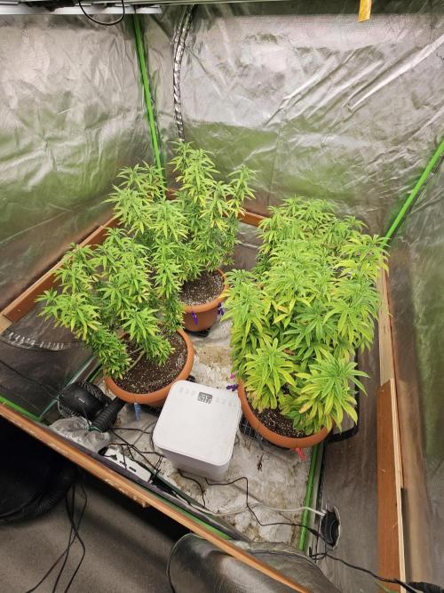 Three Sisters and a Tourist. Week 18