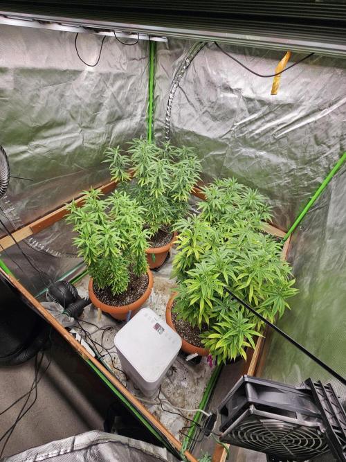 Three Sisters and a Tourist. Week 18