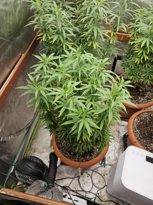 Three Sisters and a Tourist. Week 18