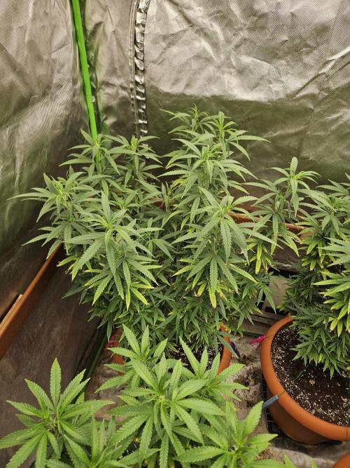 Three Sisters and a Tourist. Week 18