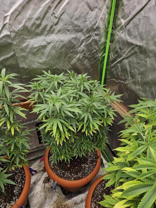 Three Sisters and a Tourist. Week 18