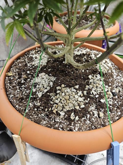 Three Sisters and a Tourist. Week 18