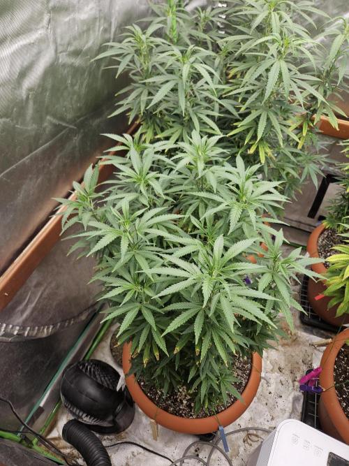 Three Sisters and a Tourist. Week 18