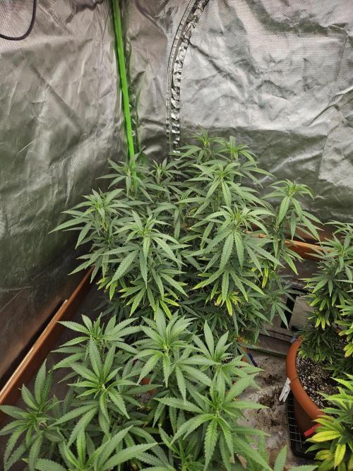 Three Sisters and a Tourist. Week 18