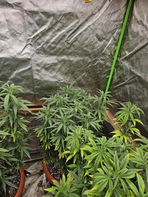 Three Sisters and a Tourist. Week 18