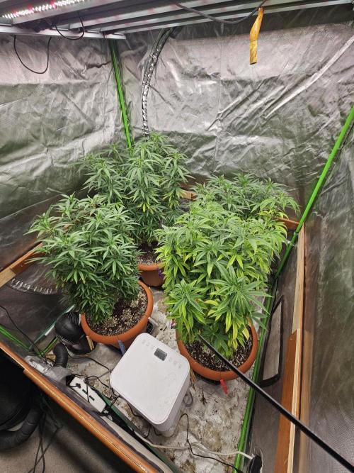 Three Sisters and a Tourist. Week 18