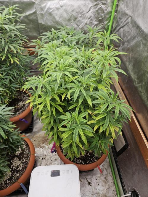 Three Sisters and a Tourist. Week 18