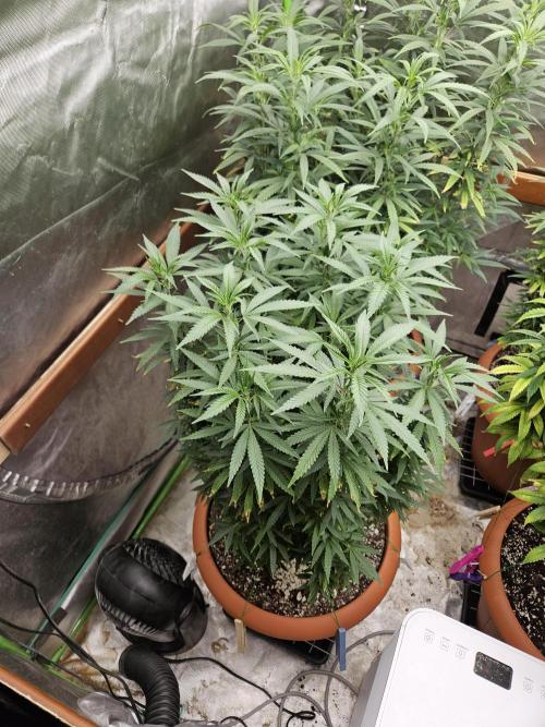 Three Sisters and a Tourist. Week 18