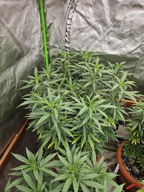 Three Sisters and a Tourist. Week 18