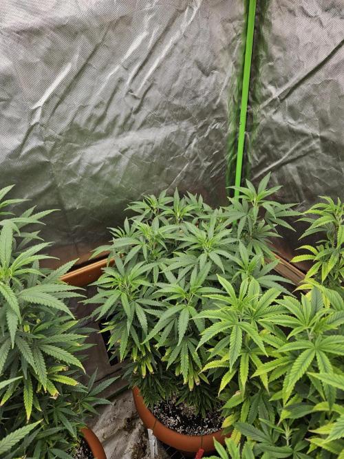 Three Sisters and a Tourist. Week 18