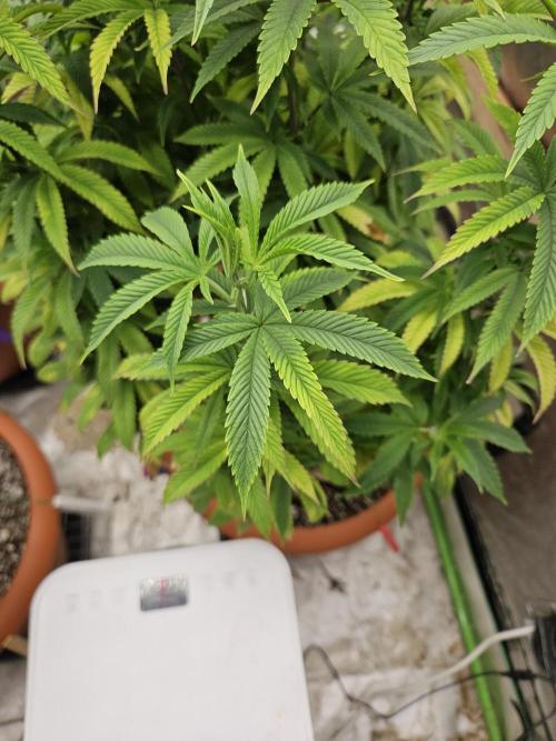 Three Sisters and a Tourist. Week 18